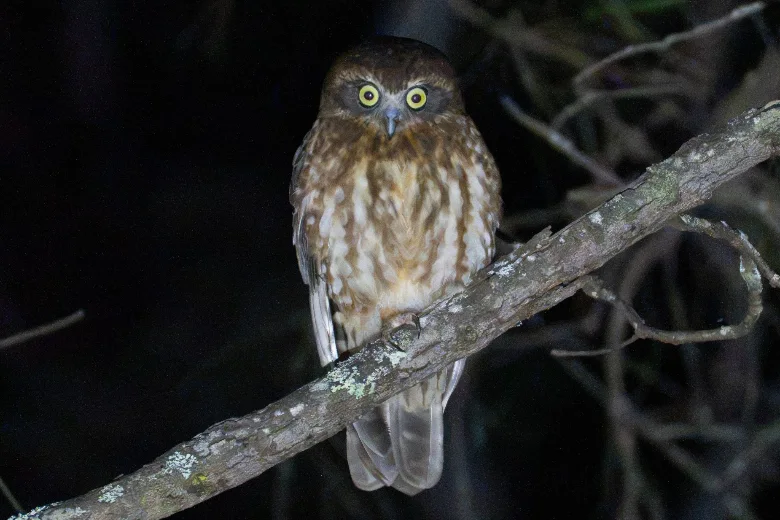 A small owl looking over its shoulder