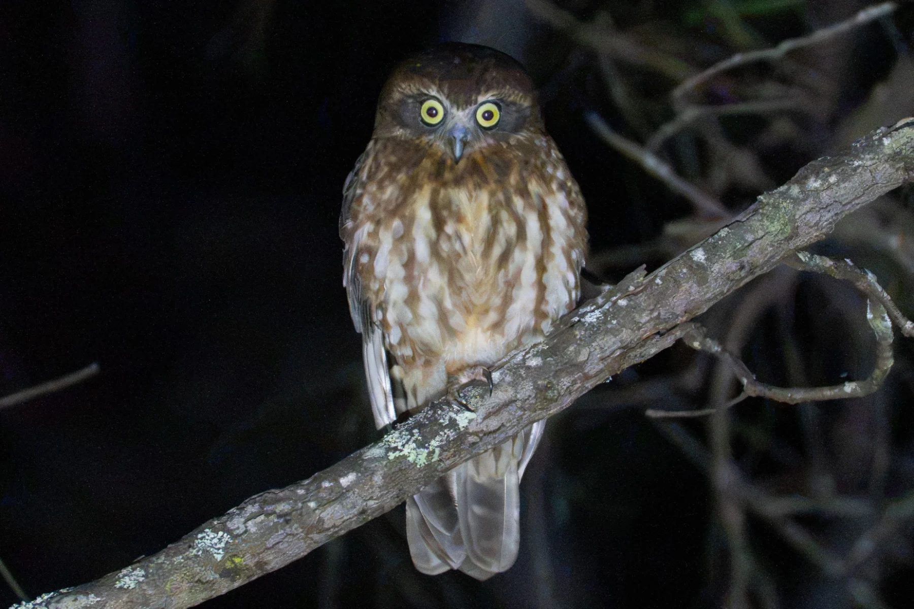 A small owl looking over its shoulder