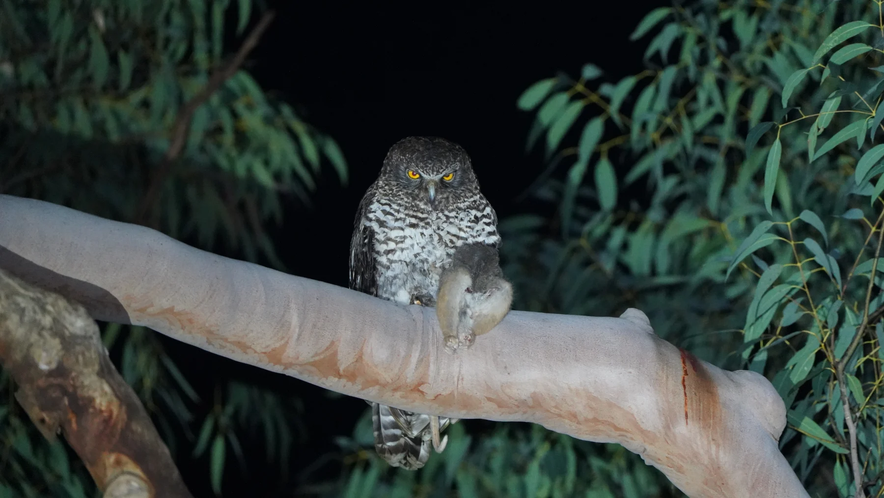 Wildlife photograph by Gabriel Redback
