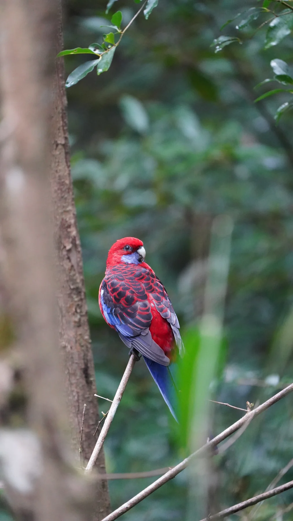 A red-and-blue bird looking back from a slender branch