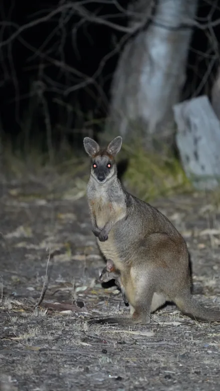 A wallaby standing in the bush with a joey peeking from its pouch