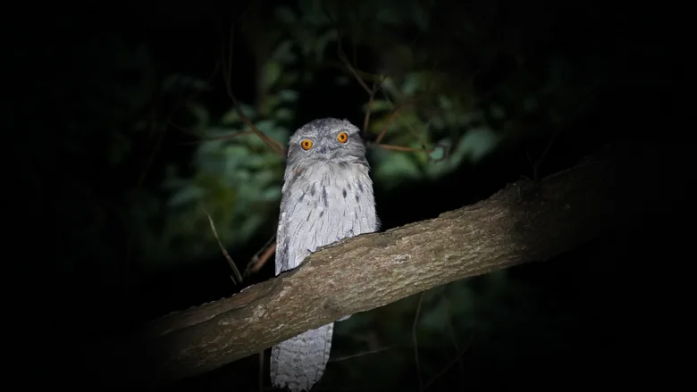 An orange-eyed bird resting on a branch at night