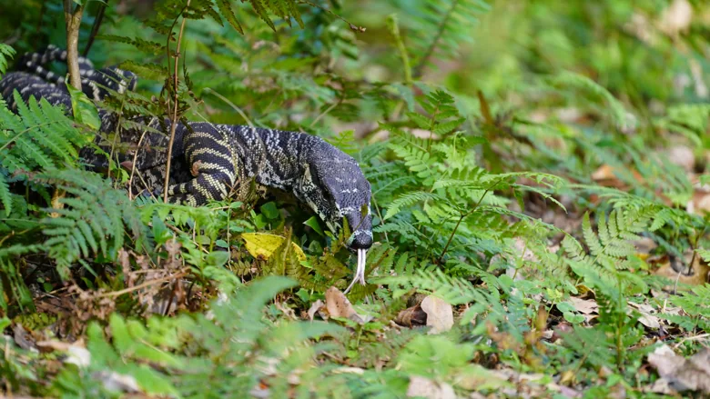 A patterned lizard moving through green ferns with its tongue extended
