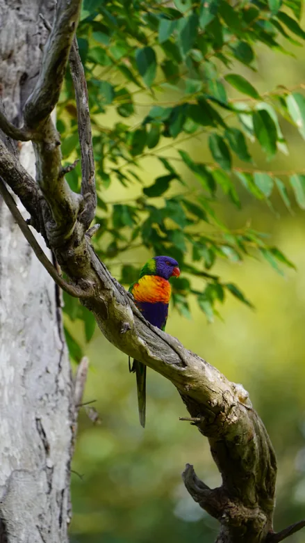 A colourful bird sitting among green leaves