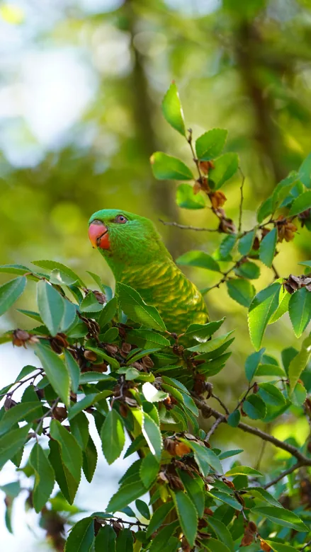 A green bird with a red beak nestled among sunlit leaves