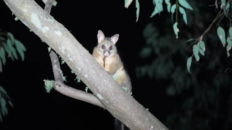 A possum peeking around a tree branch at night